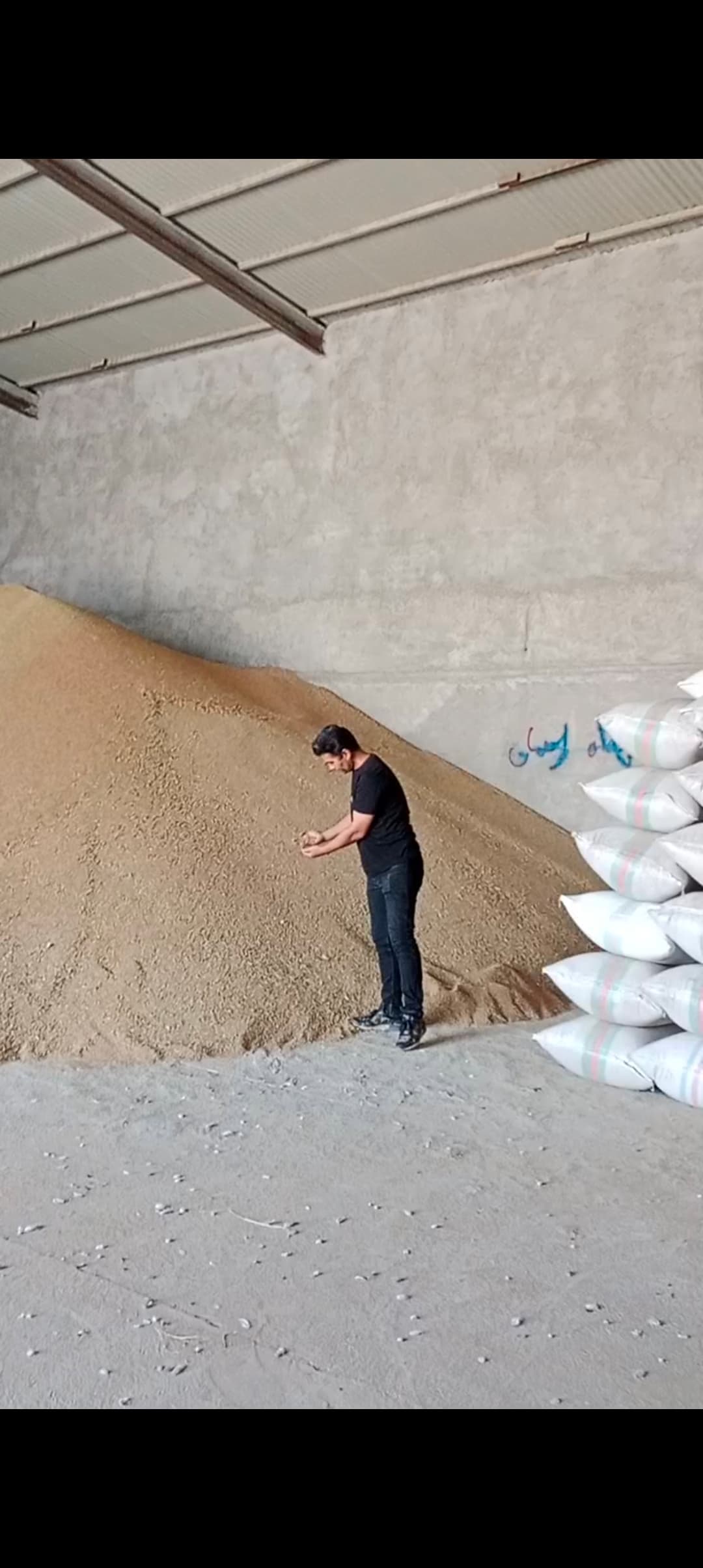 خرید تخم گشنیز روغنی جهت مصرف در صنایع خوراکی